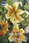 Лилия тигровая Леди Элис (Lady Alice), 1 шт (разбор 20/22)