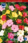 Мирабилис Ялапа (jalapa Mixed), смесь 5 шт