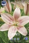 Лилия азиатская Кьянти (Chianti), 3 шт (разбор 14/16)