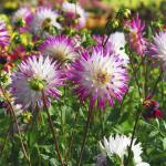 Георгина кактусовидная Хейли Джейн (Hayley Jane), 1 шт