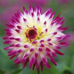 Георгина кактусовидная Хейли Джейн (Hayley Jane), 1 шт