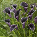 Калла Акела (Akela), 1 шт (разбор 16/18)