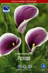 Калла Пикассо (Picasso), 1 шт (разбор 16/18)