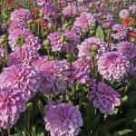 Георгина шаровидная Пинк Поп (Pink Pop), 1 шт