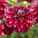 Георгина декоративная Ред Рок (Red Rock), 1 шт