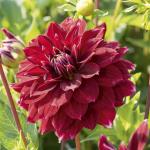 Георгина декоративная Ред Рок (Red Rock), 1 шт