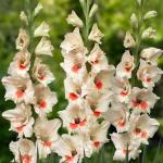 Гладиолус Аякс (Ajax), 10 шт (разбор 14/16)