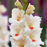 Гладиолус Аякс (Ajax), 10 шт (разбор 14/16)