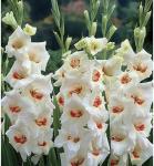 Гладиолус Аякс (Ajax), 10 шт (разбор 14/16)