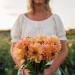 Георгина декоративная Хеппи гоу Лакки (Happy go Lucky), 1 шт