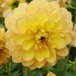 Георгина декоративная Хеппи гоу Лакки (Happy go Lucky), 1 шт