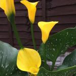 Калла Бест Голд (Best Gold), 1 шт (разбор 16/18)