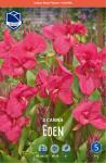 Канна Эден (Eden), 3 шт