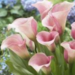 Калла Мерлоуз (Melrose), 1 шт (разбор 16/18)