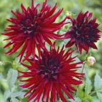 Георгина кактусовидная Нуйт д'Этэ (Nuit d'Ete), 1 шт