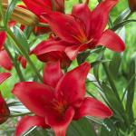 Лилия азиатская Дукати (Ducati), 3 шт (разбор 14/16)