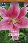 Лилия восточная Сорбонна (Sorbonne), 3 шт (разбор 16/18)