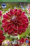 Георгина декоративная Максим (Maxime), 1 шт