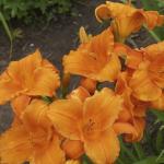 Лилейник Май Регги Тайгер (My Reggae Tiger), 1 шт