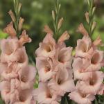 Гладиолус Алонсо (Alonso), 10 шт (разбор 12/14)