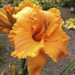 Лилейник Конэл Мастард (Colonel Mustard), 1 шт