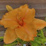 Лилейник Конэл Мастард (Colonel Mustard), 1 шт