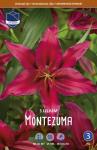 Лилия восточная Монтезума (Montezuma), 3 шт (разбор 16/18)