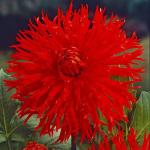 Георгина кактусовидная Апачи (Apache), 1 шт