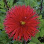 Георгина кактусовидная Апачи (Apache), 1 шт