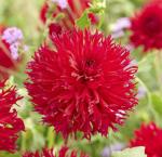 Георгина кактусовидная Апачи (Apache), 1 шт