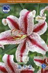 Лилия восточная Диззи (Lilium oriental Dizzy), 3 шт (разбор 16/18)