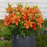 Лилия азиатская Оранж Каунти (Orange County), 3 шт (разбор 14/16)