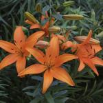 Лилия азиатская Оранж Каунти (Orange County), 3 шт (разбор 14/16)