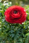 Ранункулюс азиатский Авив Ред (Ranunculus Aviv RED), 15 шт (разбор 7/8)