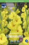 Гладиолус Бананарама (Bananarama), 10 шт (разбор 14/16)