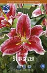 Лилия восточная Старгайзер (Stargazer), 3 шт (разбор 16/18)