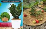 Укрытие кокосовое для приствольных кругов D=17см PLANT /50 Шри-Ланка