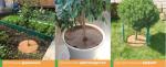 Укрытие кокосовое для приствольных кругов D=19см PLANT /1 Шри-Ланка