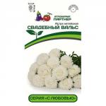 Астра китайская Свадебный Вальс