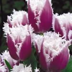 ТЮЛЬПАНЫ БАХРОМЧАТЫЕ