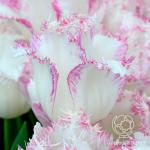 ТЮЛЬПАНЫ БАХРОМЧАТЫЕ