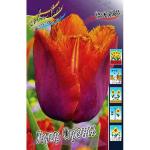 ТЮЛЬПАНЫ БАХРОМЧАТЫЕ