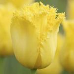 ТЮЛЬПАНЫ БАХРОМЧАТЫЕ