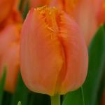 ТЮЛЬПАНЫ БАХРОМЧАТЫЕ