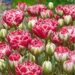 ТЮЛЬПАНЫ БАХРОМЧАТЫЕ