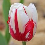 ТЮЛЬПАНЫ БАХРОМЧАТЫЕ