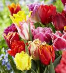 ТЮЛЬПАНЫ БАХРОМЧАТЫЕ