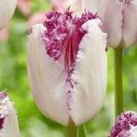 ТЮЛЬПАНЫ БАХРОМЧАТЫЕ