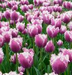 ТЮЛЬПАНЫ БАХРОМЧАТЫЕ