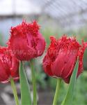 ТЮЛЬПАНЫ БАХРОМЧАТЫЕ